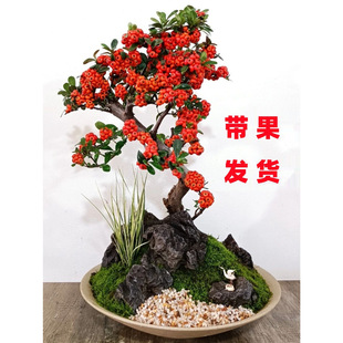 �𼬘�������ͥԺϲ�c���M�üt���Ϙ��͏d�̨�^���^���辰ֲ��