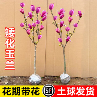 �������m�����玧���������m�����ϱ����NֲͥԺ�ļ������ͺ�ֲ��