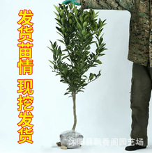 无核蜜桔苗 嫁接桔子树苗桔子树果苗甜橘子树大树南方北方种植