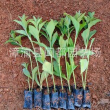 ����Ǥ����Ӱ�ɽ�ر��¸�����ɻ���90%+�������С��ֲ��СҶ