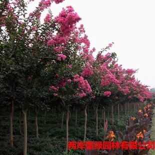 ��õ��t��ޱ���Ĵ���ޱ�� ��t����ޱ ������ľ���l