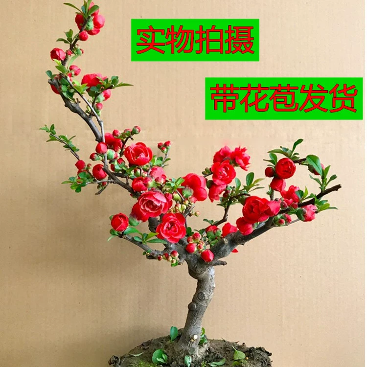 Корона долголетия цветы Бегонии с бутонами одноразовый комнатный бонсай в горшке четырехсезонные Цветочные саженцы цветут в текущем году