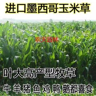 Mexican Corn Grass Seeds, High-Yielding Pasture Seeds for All Seasons, Livestock Breeding Grass Seeds for Chickens, Ducks, Pigs, Cattle, Sheep, Fish Grass