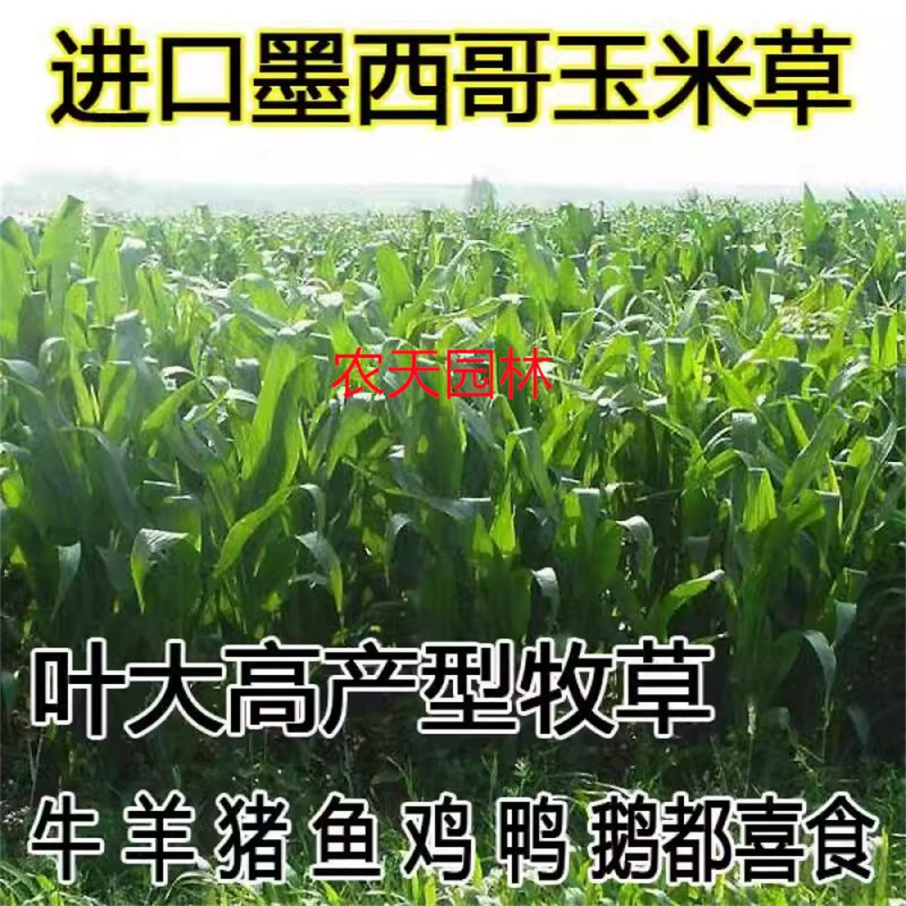 Мексика Семена кукурузной травы Четыре сезона Высокоурожайные семена кормовой травы Корм для разведения скота Куриная утка, Свиньи, Крупный рогатый скот, Баранина