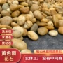 景观公园园林黄色水洗石