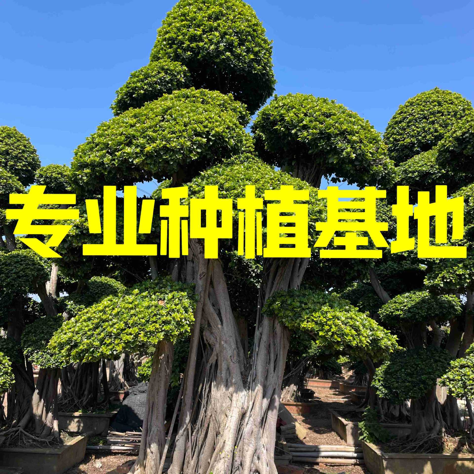 园林绿化重庆造型小叶榕批发 四川造型小叶榕桩头造型榕树价格