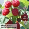 Autumn blessing double season (4-year-old seedlings) 2 trees + 60cm (inclusive) - 69cm (inclusive)
