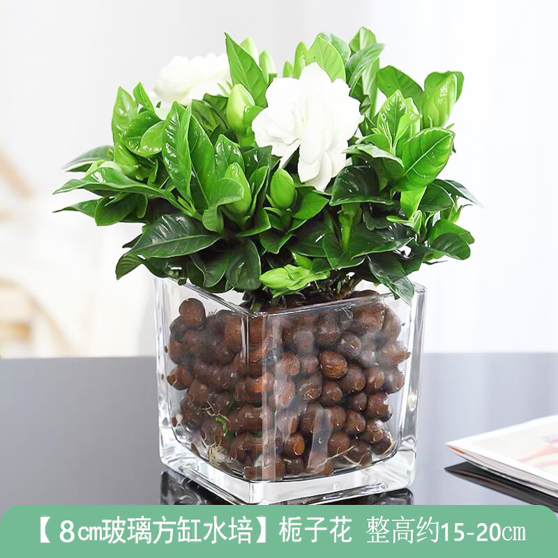 새싹이있는 스몰 사이즈 치자 나무 [88 평방 실린더 + ceramsite] + 영양 솔루션