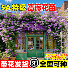 蔷薇花苗藤本月季特大苗耐寒爬藤植物庭院阳台四季开花卉爬墙盆栽
