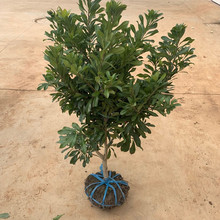 ÷ڼ޽Ӗ|̿÷Ϸش箔Y