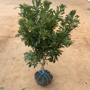 Authentic Bayberry Saplings Grafted to Dongkui Yang Black Charcoal Plum Seedlings Potted Southern Ground Planting Extra Large Fruit Seedlings That Bear Fruit in the Same Year