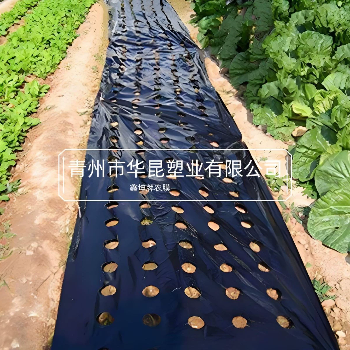 Черная перфорированная мульчирующая пленка, пористая многофункциональная пленка, сельскохозяйственная пластиковая пленка, производитель мульчирующей пленки для защиты от сорняков