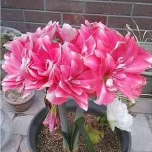 �^��ֲ�����Ի�����피t�N��� ����ɏ ��ͦ�� �����_������