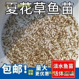 水花鱼苗批发鲫鱼鱼桂鱼大头花鲢白鲢青鱼鲤鱼武昌鱼翘嘴鱼麦太保