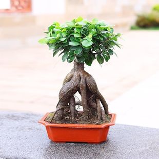 ���X�Ř��辰�Ϙ�С�~����ľ���������˅��Ŵ��~�׻�����Gֲ���