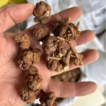 批发消瘤果消瘤藤
