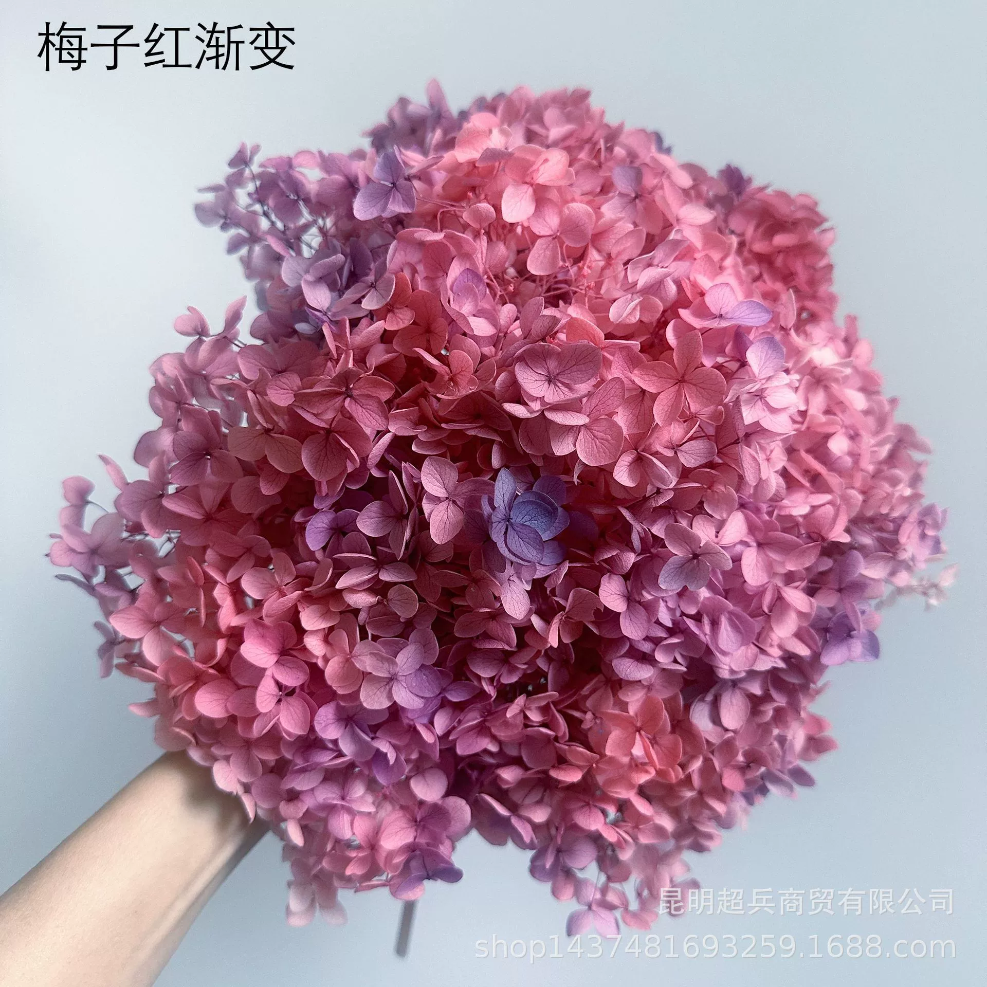 [Вечная Life Flower Hydrangea] Анна Градиентный цвет Лист Hydramid Книга цветов оптом DIY цветочная коробка материал для просмотра