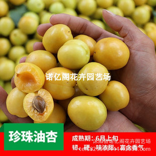 �Ә����޽��½��������Ә���������������Ϸ��������Ե��ԷNֲ