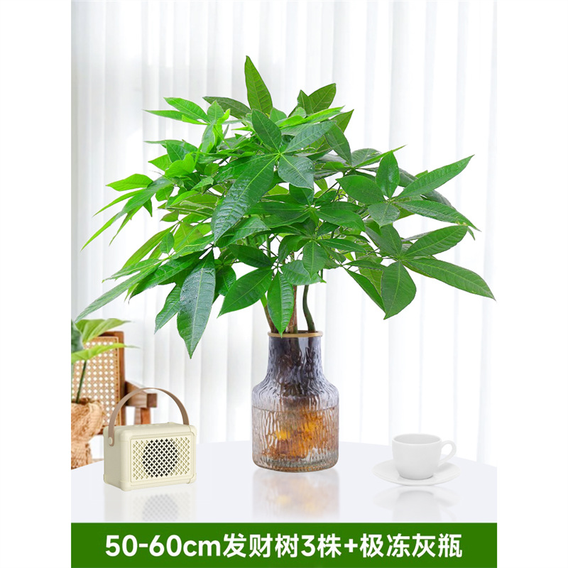 50-60cm 머니트리 3개 [극한한회색병 포함] 영양액 1팩 포함