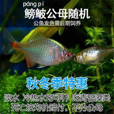 フナ、観賞魚、冷水魚、ネイティブ魚、カラフルなハイボディ、生きた小型淡水魚|undefined