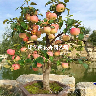 ���������O��������҃��ϱ����Nֲ�辰���������O�����箔��Y��