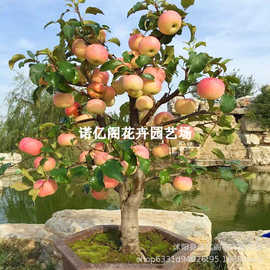 矮化盆栽苹果苗地栽室内南北方种植盆景桩冰糖心苹果树苗当年结果
