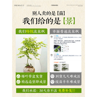 �S����Ȫ�����ԾGֲ�҃��辰�Ϙ��k��������ֲ���ļ����B�U�����