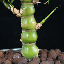 ����������_�h����J�҃ȿ͏d�^�p����B�Gֲ�k���ҷ�ݗ���辰