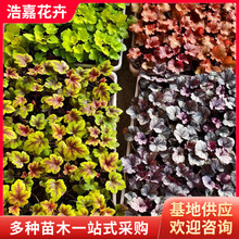 ��ɫ�\������ֲ������ ���������ļ�׃ɫ��ɫ �������޸����ܵ\��