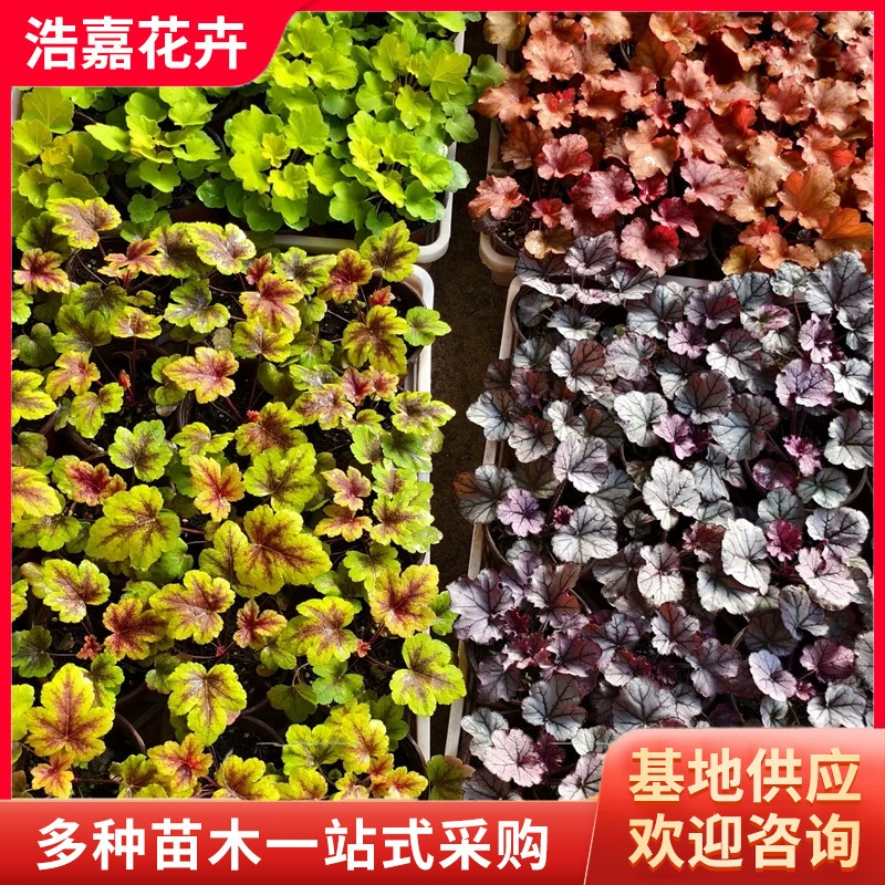 Саженцы цветов из корня алюма, горшечные растения, зимние цветы, многоцветные цветы, меняющиеся в любое время года, многолетние цветы, цветы из корня алюма.