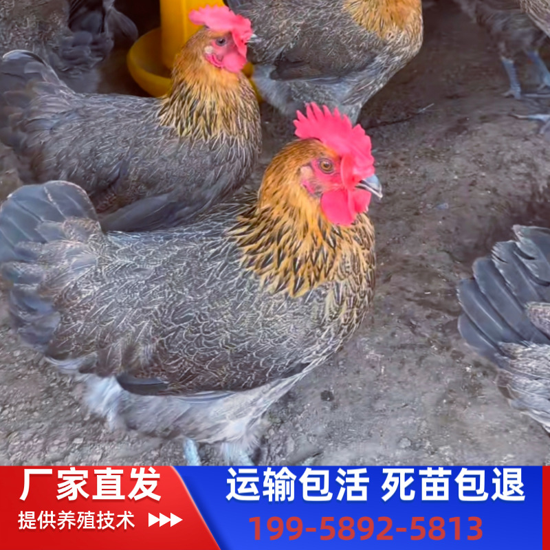 大种青脚麻肉鸡苗母鸡苗土鸡瑶鸡快大型鸡苗青脚走地鸡苗出壳苗