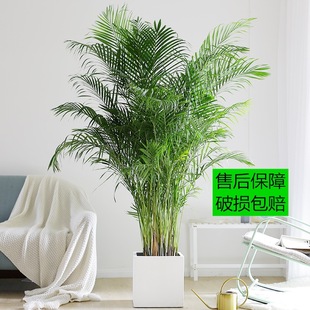 Sanwei Sunflower Potted Large Green Plant Indoor Living Room Office Purifying Air Absorbing Formaldehyde Popular Plant Phoenix Tail Bamboo