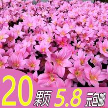 Lm m ɏ ²m ²ɏ ̨ͥԺС^ԾGN