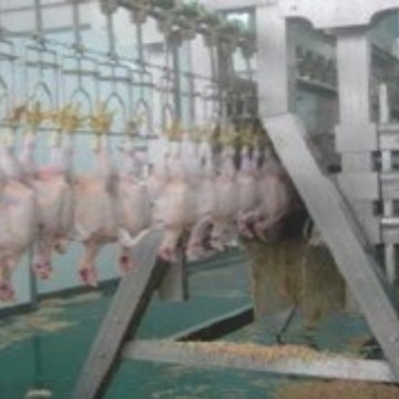 厂家供应大型家禽脱毛机 鸡鸭鹅立式脱毛机 各类屠宰机械