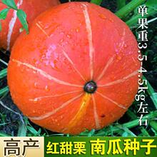 红栗南瓜种子红皮粉糯栗香浓庭院阳台春秋播种板栗南瓜种籽