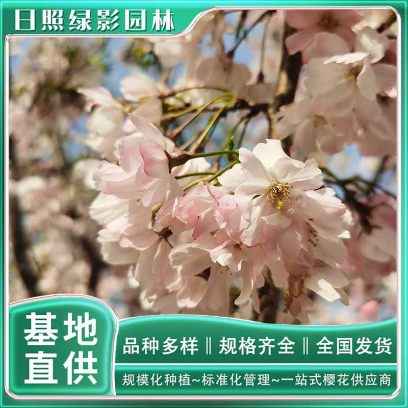 4 см Сычуань саженец вишни Сколько стоит двор парк пейзаж дерево Сычуань саженец вишни Какова цена