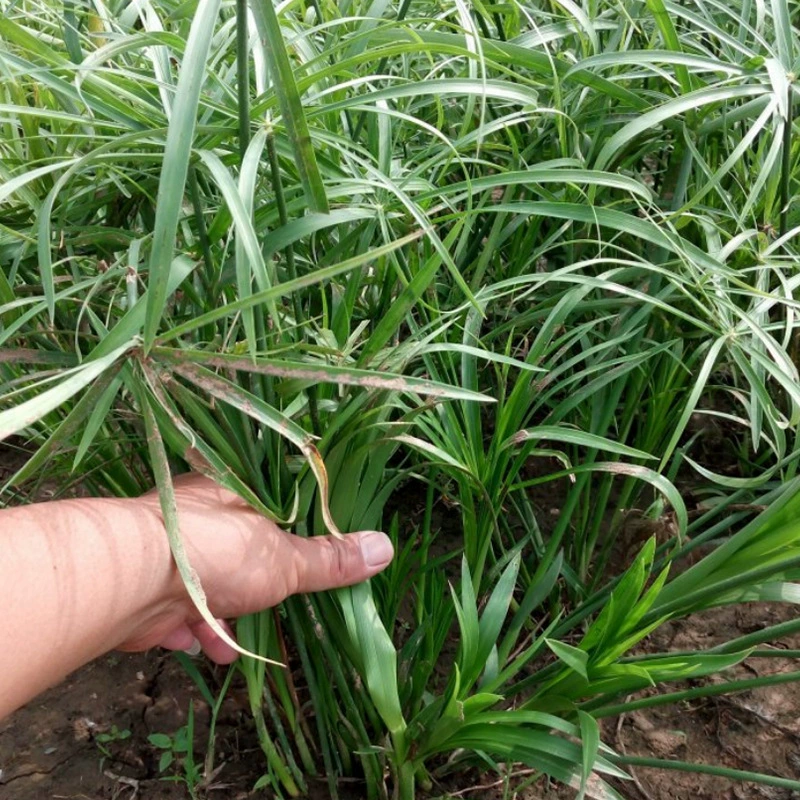 Завод оптом зонтик трава ветряная мельница трава вода коричневый бамбук в течение многих лет влажная Вода завод база питания