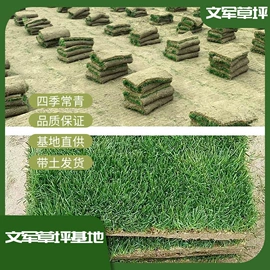 草坪;乔木;灌木