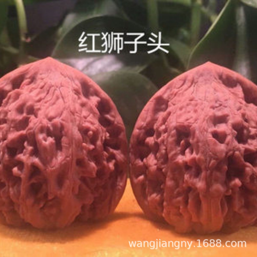 玩核桃树苗南方北方幼苗三棱特大四棱蛤蟆头种植苗树猴头麒麟纹