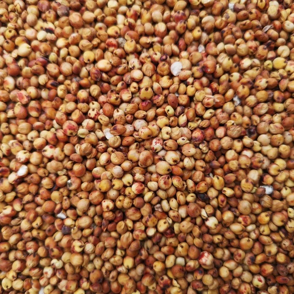 Красный сорго корм голубь зерно очищенный от скорлупы корм для птиц голубь декоративный голубь мясо голубь молодой голубь кормовой корм 1 кг