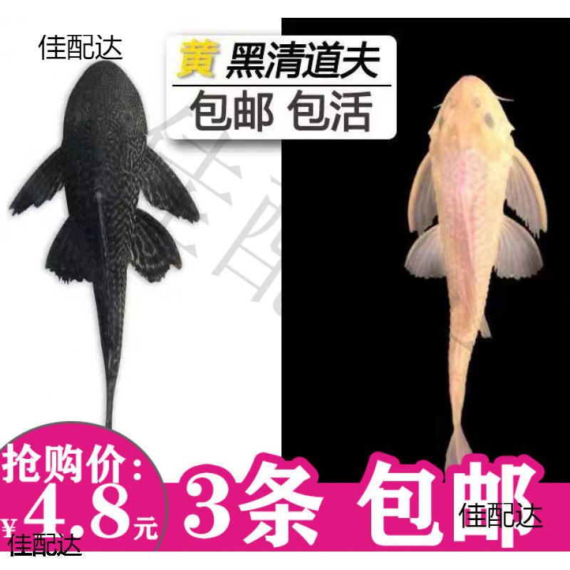 Scavenger Fish Tank Cleaner Fish Watch Tropical Freshwater Cold Water Eating Garbage Feces Cleaning Algae Golden Moss Rats