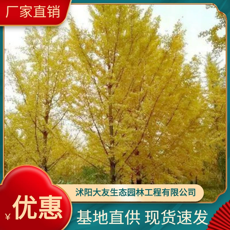 База оптом доморощенные гинкго саженцы живописные дороги сад инженерные Зеленые саженцы