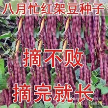 ����æ���������ǷN�Ӽt�ܶ��o��ܿܿ��ԭ�b�ļ���ȫ�ļ����N��