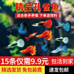 胎生鱼热带鱼观赏鱼孔雀鱼集锦红眼小型鱼凤尾鱼红玛丽鱼活体鱼