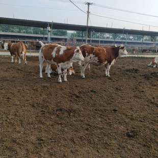 ɽ����ţ���Bֳ�� С�Sţ С��ţ�����Sţ ��ţ�Bֳ�� �gӭ��