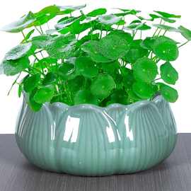 厂家直销铜钱草花盆无孔水培花盆办公睡莲碗莲盆水养专用陶瓷花盆