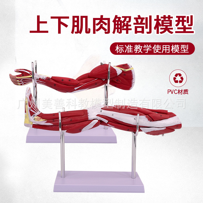 Small Human Upper Limb Arm Muscle Structure Anatomical Model Motor System Neurovascular Arteriovenous Medical