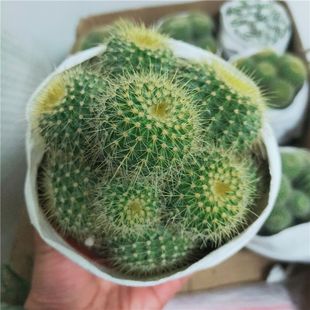 ����ֲ���������ƽ�z����^��ڷ�ݗ��M�ϻ������Զ���S�����l