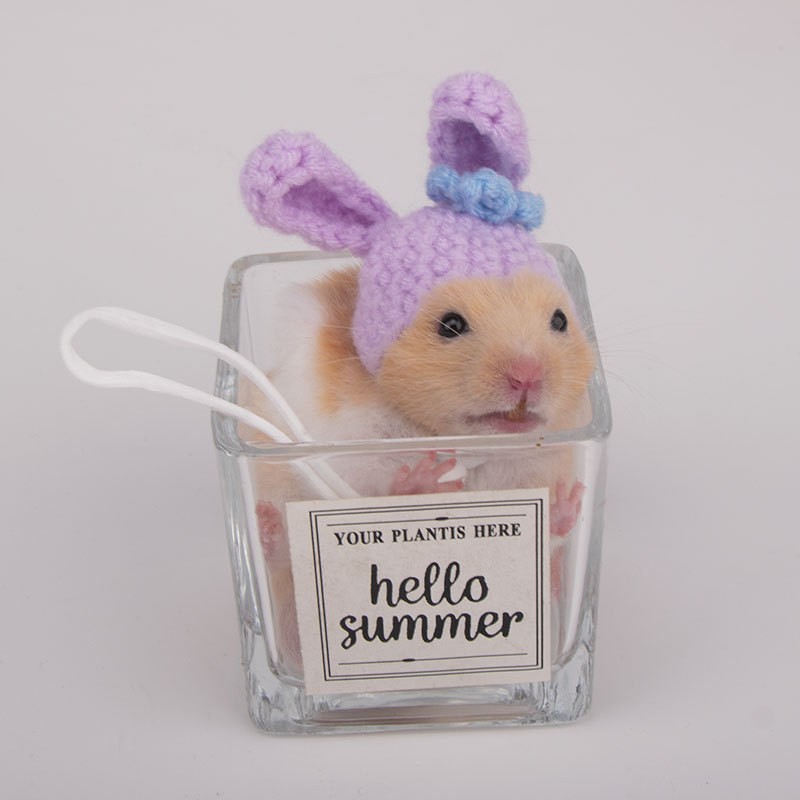 14. 스타 다일루