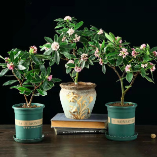 ��߅�������Դ�С���҃ȝ������辰ֲ�ﻨ�ܶ����^�p�����Ϙ�����